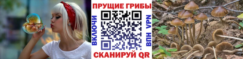 Галлюциногенные грибы Psilocybe цены наркотик Сочи